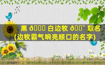黑 🕊 白边牧 🐯 取名(边牧霸气响亮顺口的名字)
